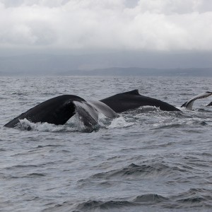 Bultruggen aan de kust van Zuid-Afrika