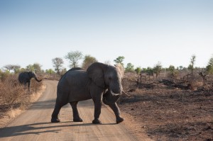 Olifant in het Kruger Park