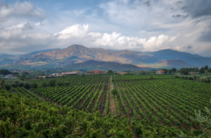 Wijngaard op Sicilië